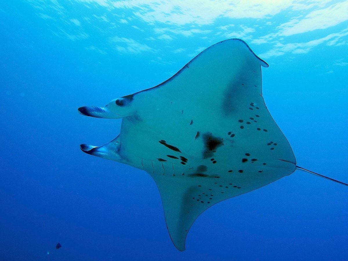 Обыкновенный Скат-орляк