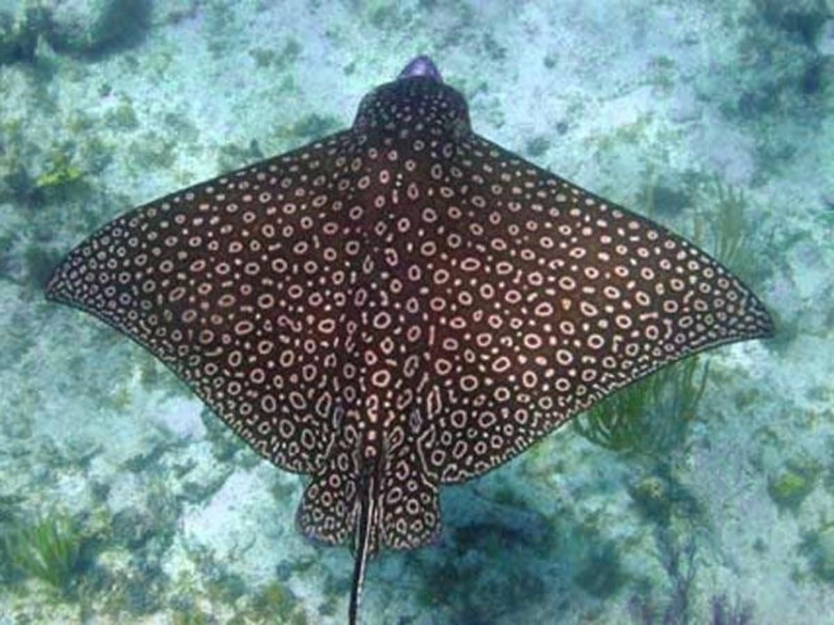 Скат орляк рыба