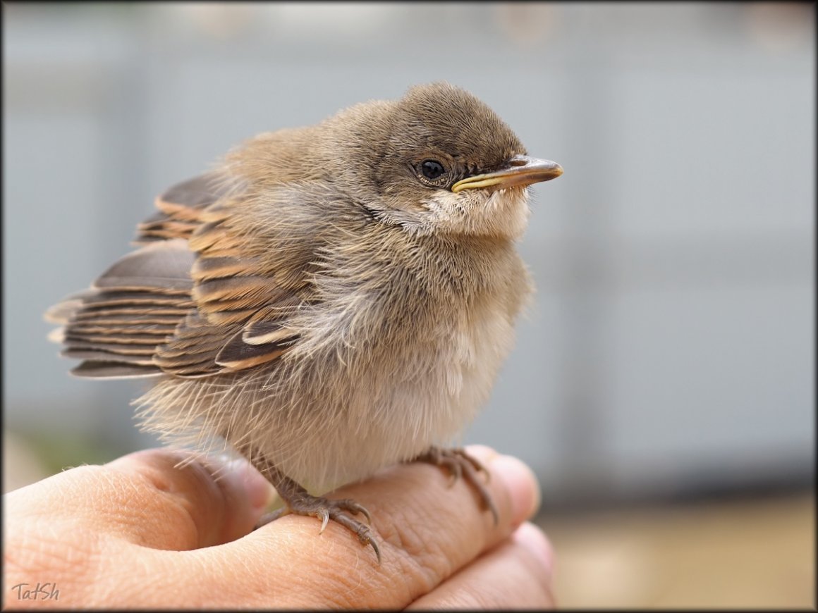 Птичка Пичужка фото