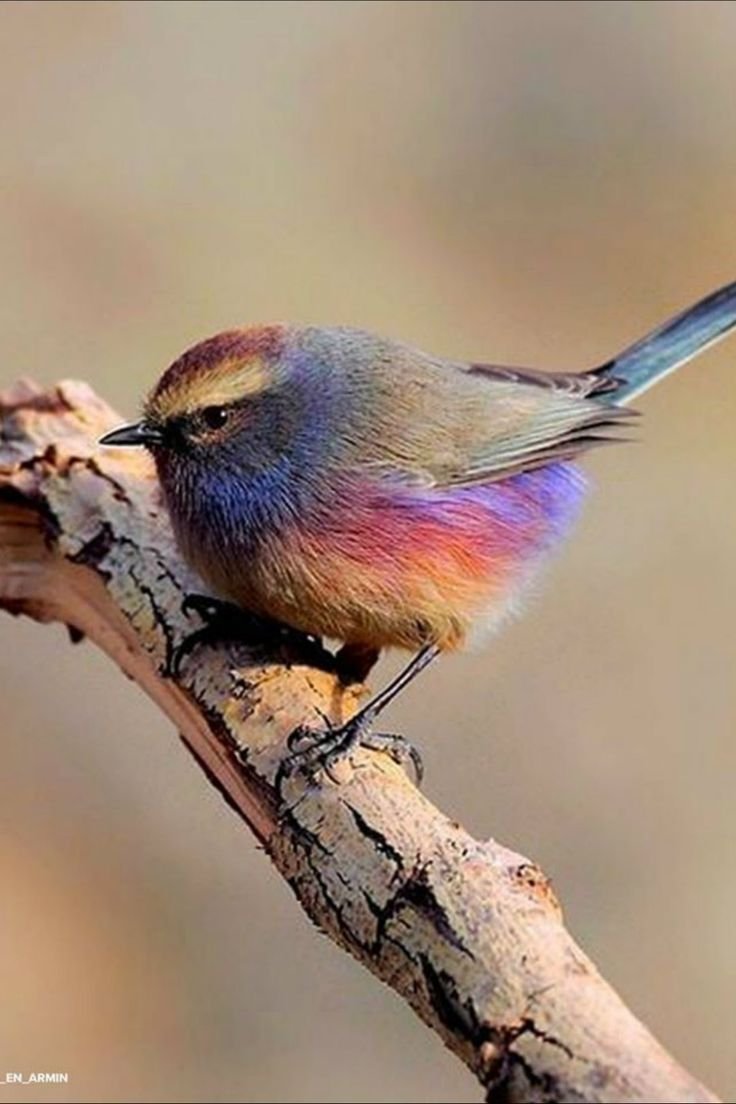 Гималайская синица