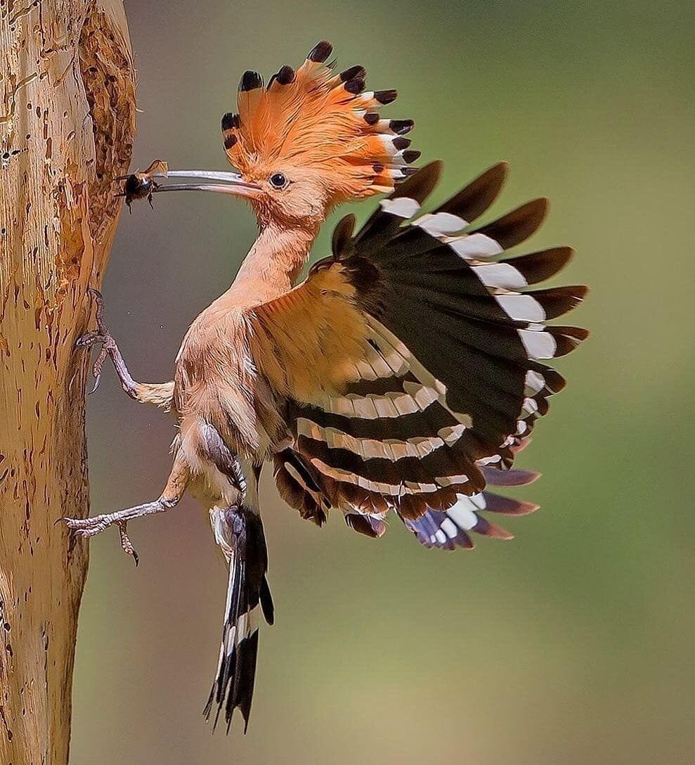 Удод птица Удод