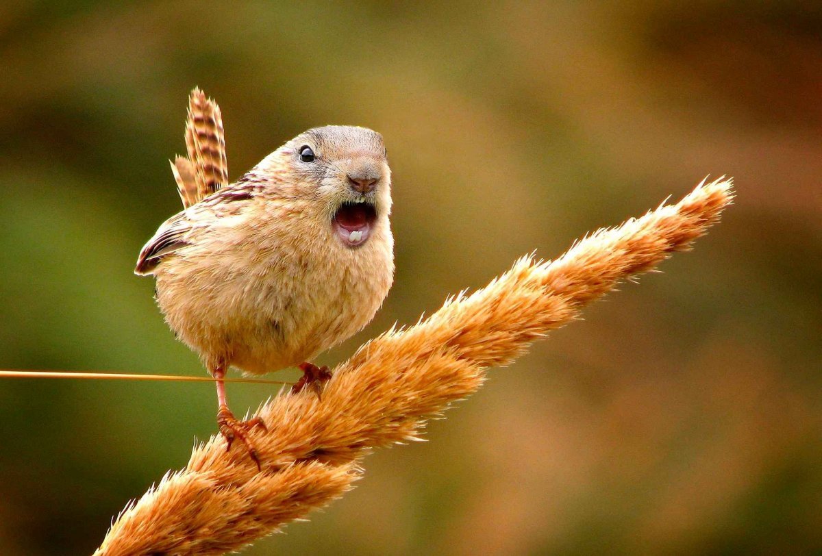 Белка качок