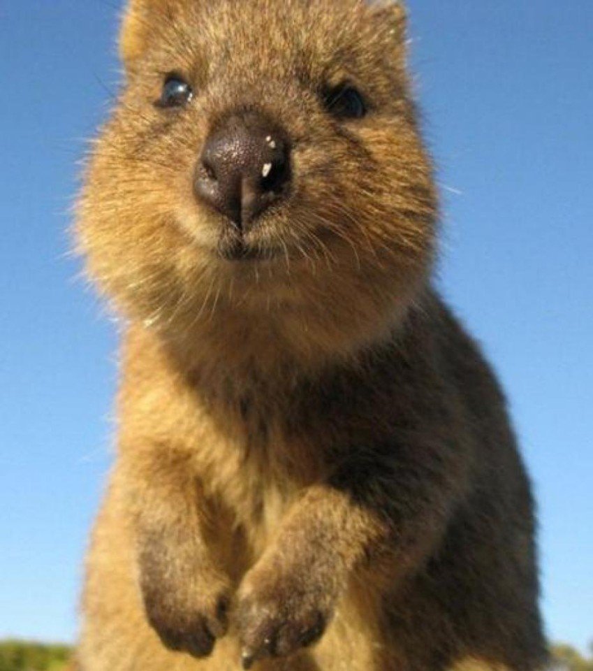 Квокка (короткохвостый кенгуру)