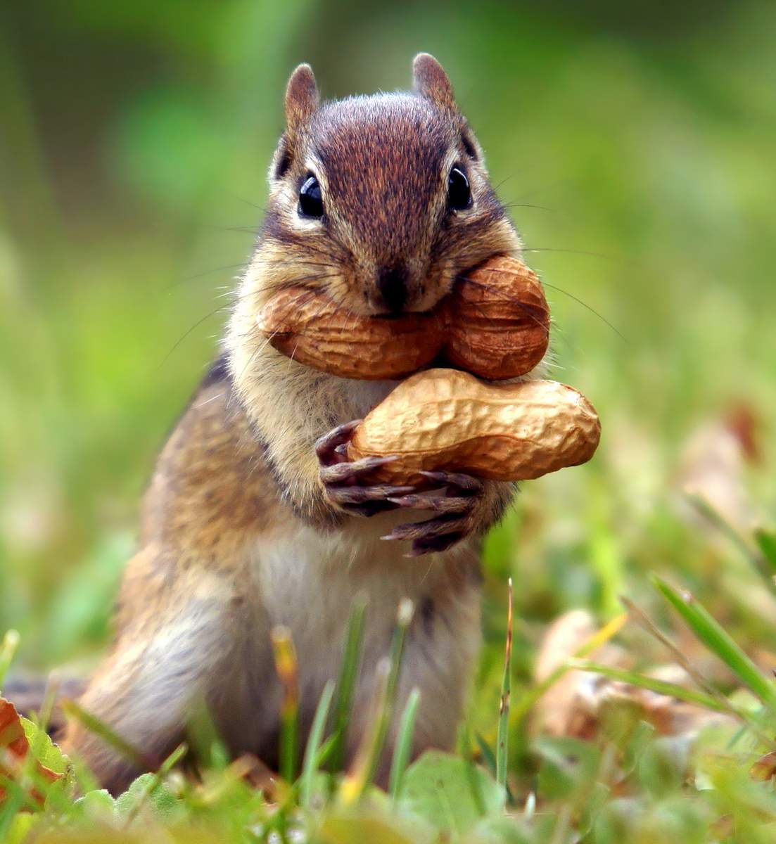 Мадагаскарский опоссум