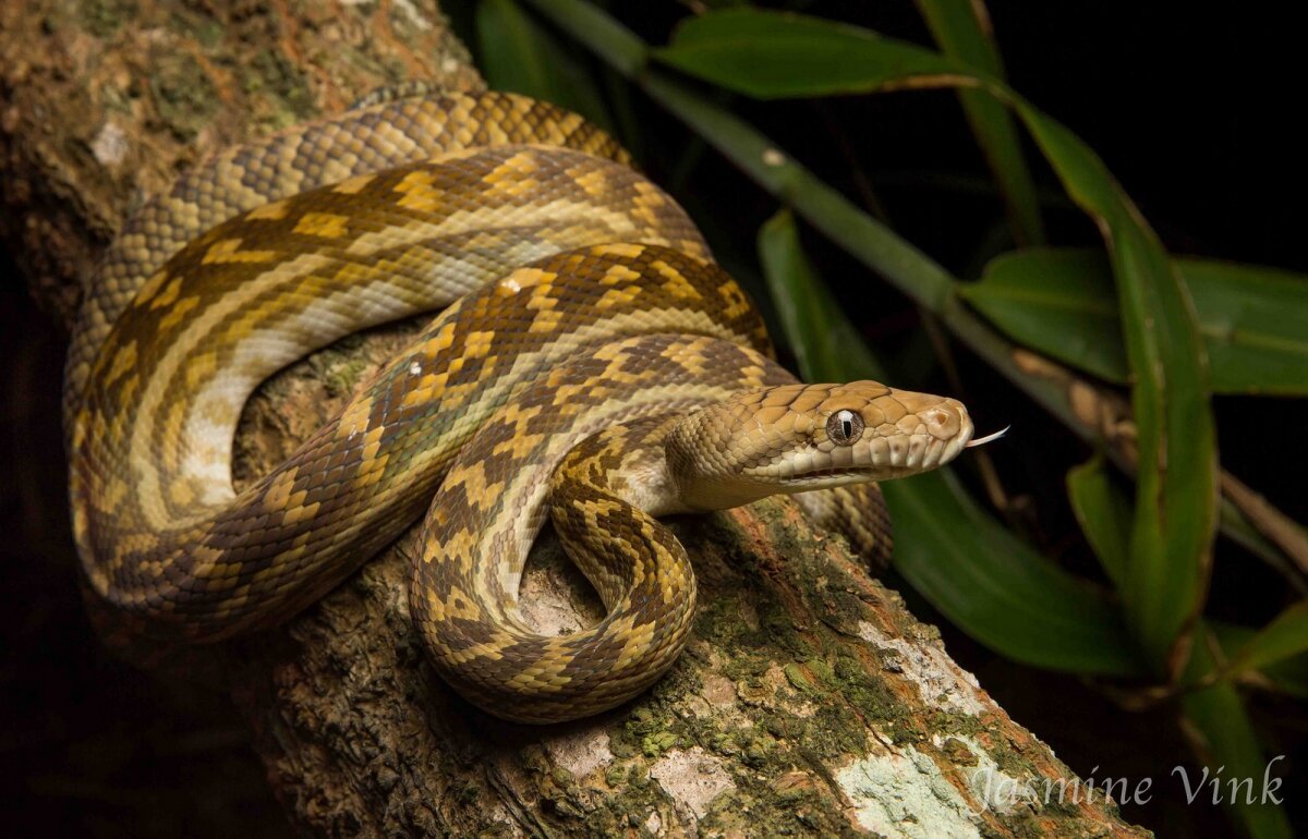 Аметистовый питон