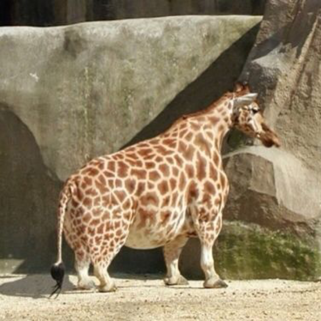 Жираф с короткой шеей