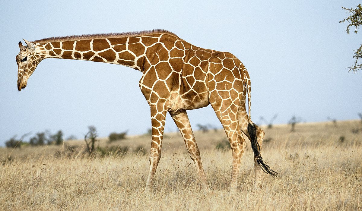 Жираф в профиль