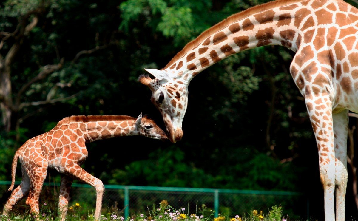 Жираф Медичи