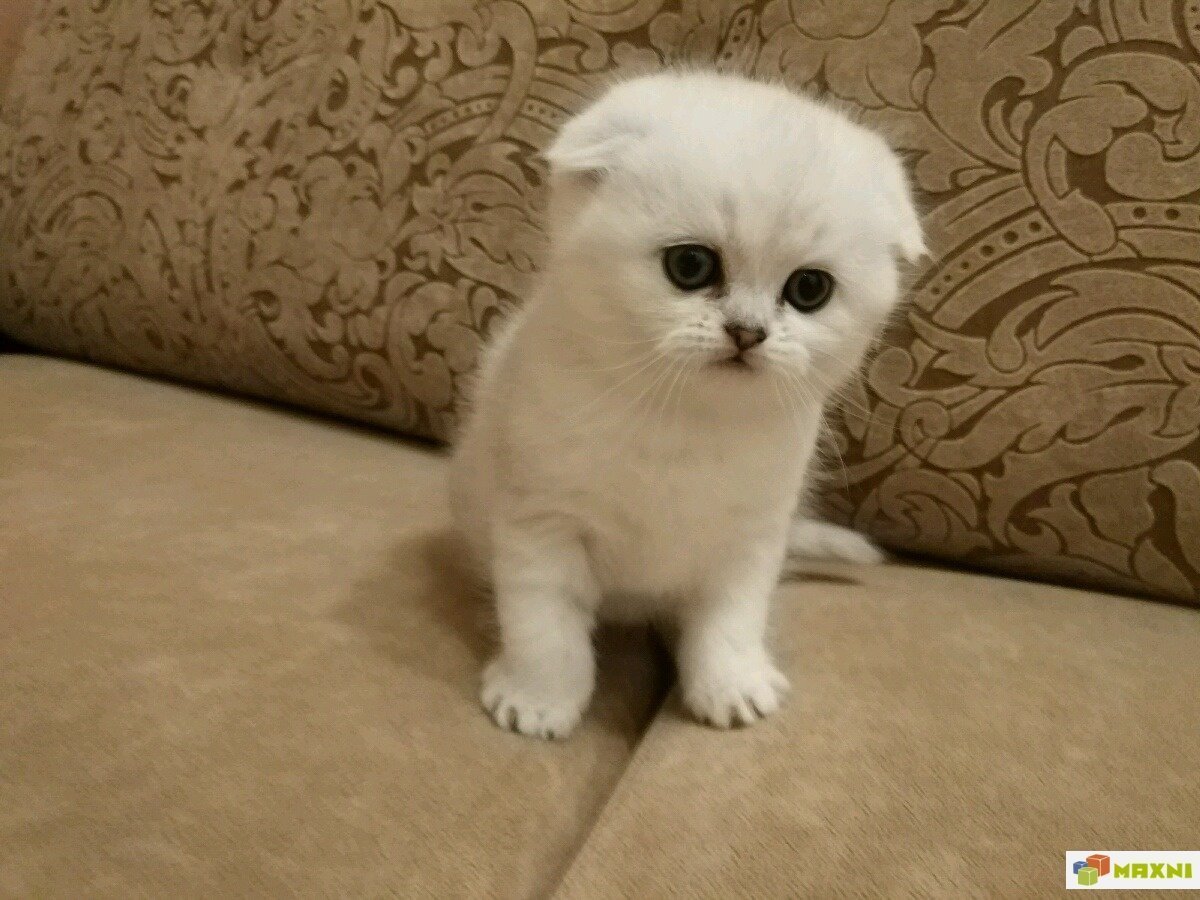 Шотландская шиншилла экзот