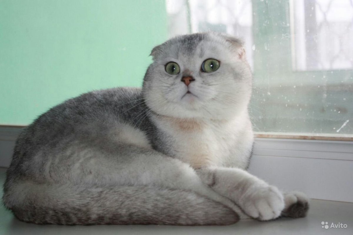 Скоттиш фолд шиншилла