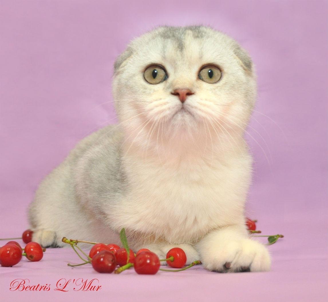 Шотландская вислоухая шиншилла