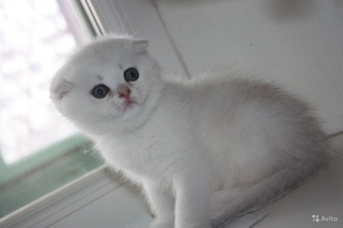 Британская вислоухая серебристая шиншилла