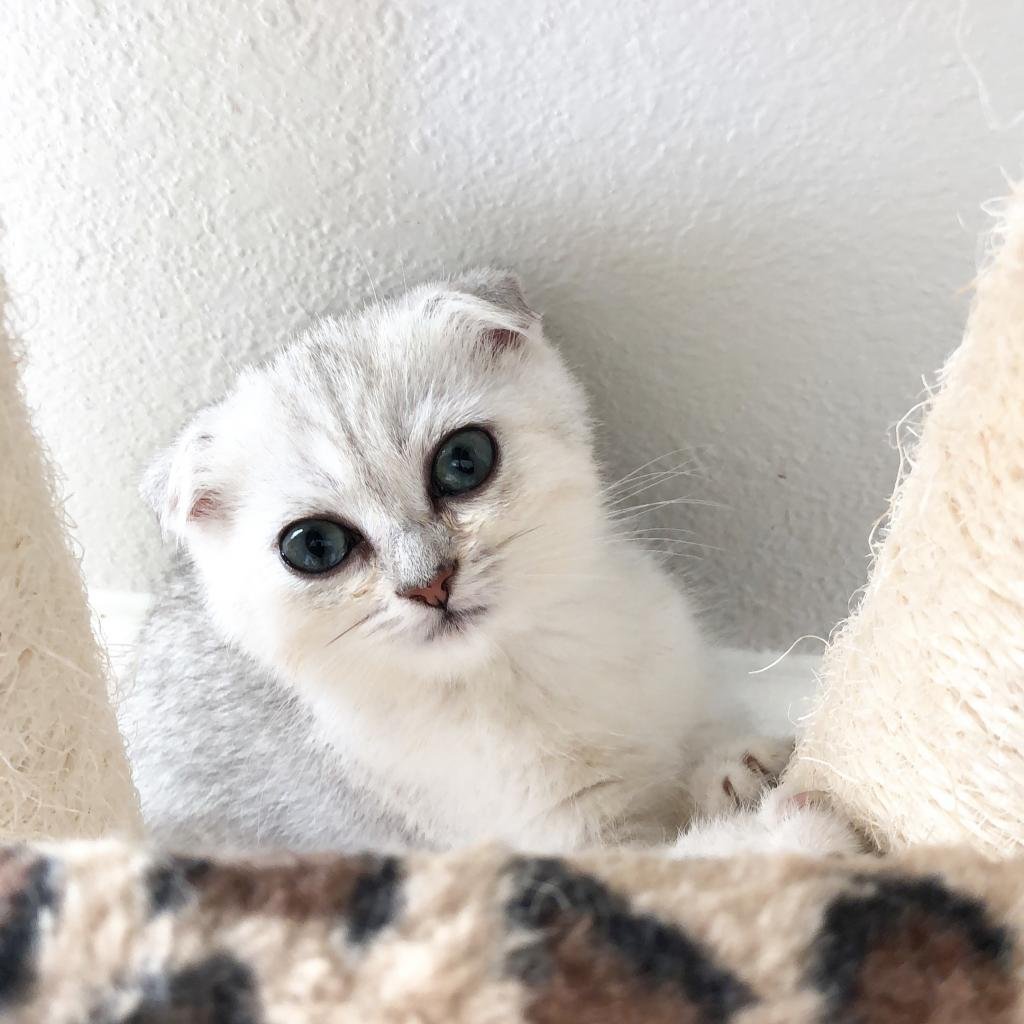 Шотландская вислоухая кошка шиншилла