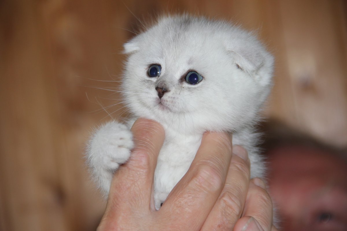 Котята шиншиллы вислоухие