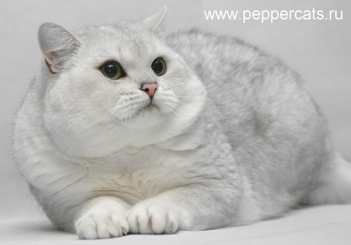 Британская шиншилла белая