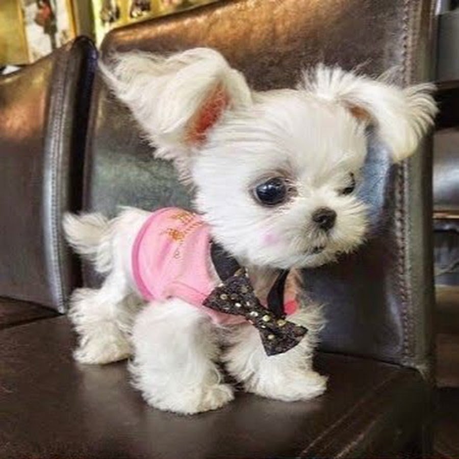 Маленький милый щенок