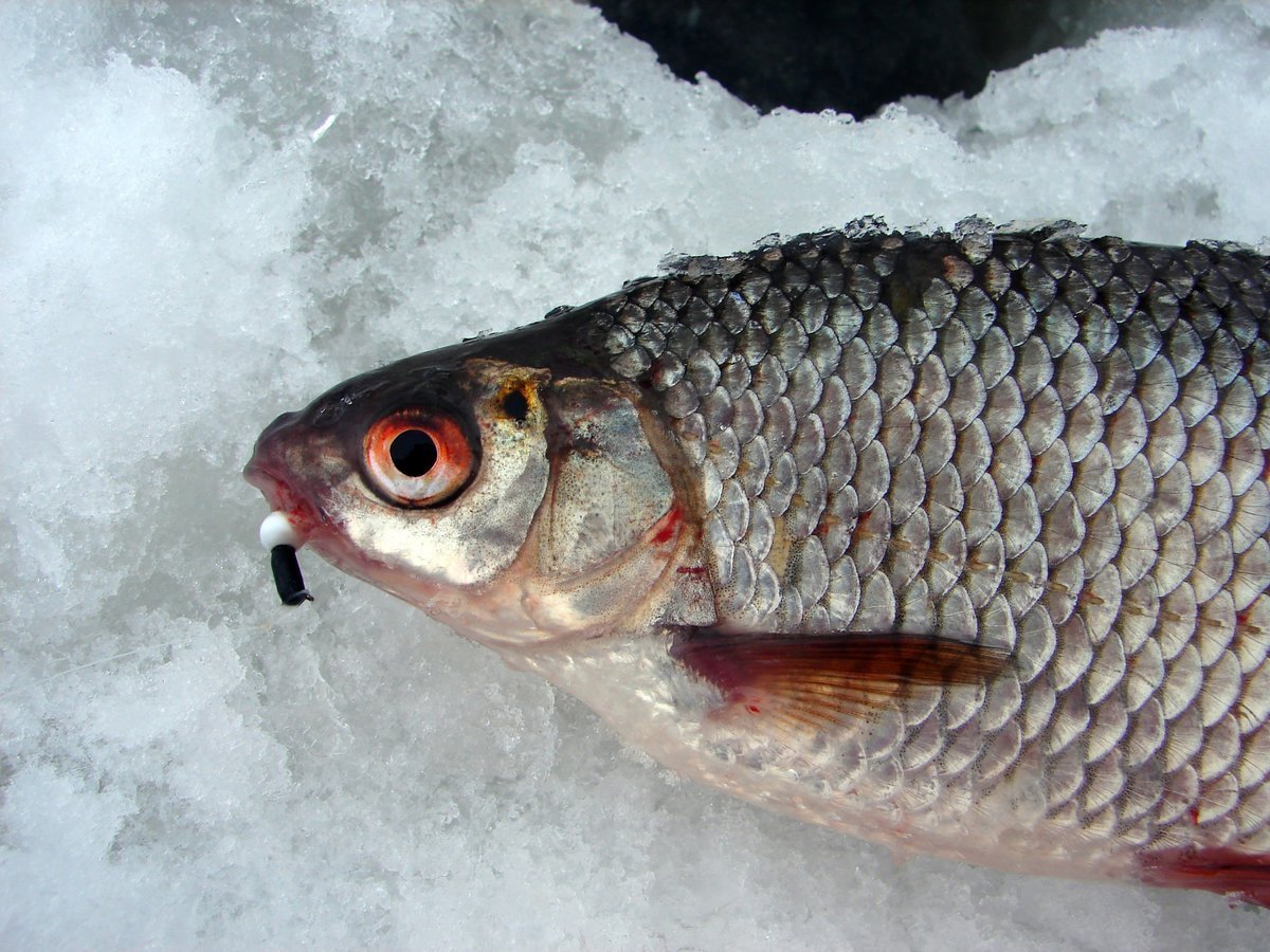 Плотва рыба