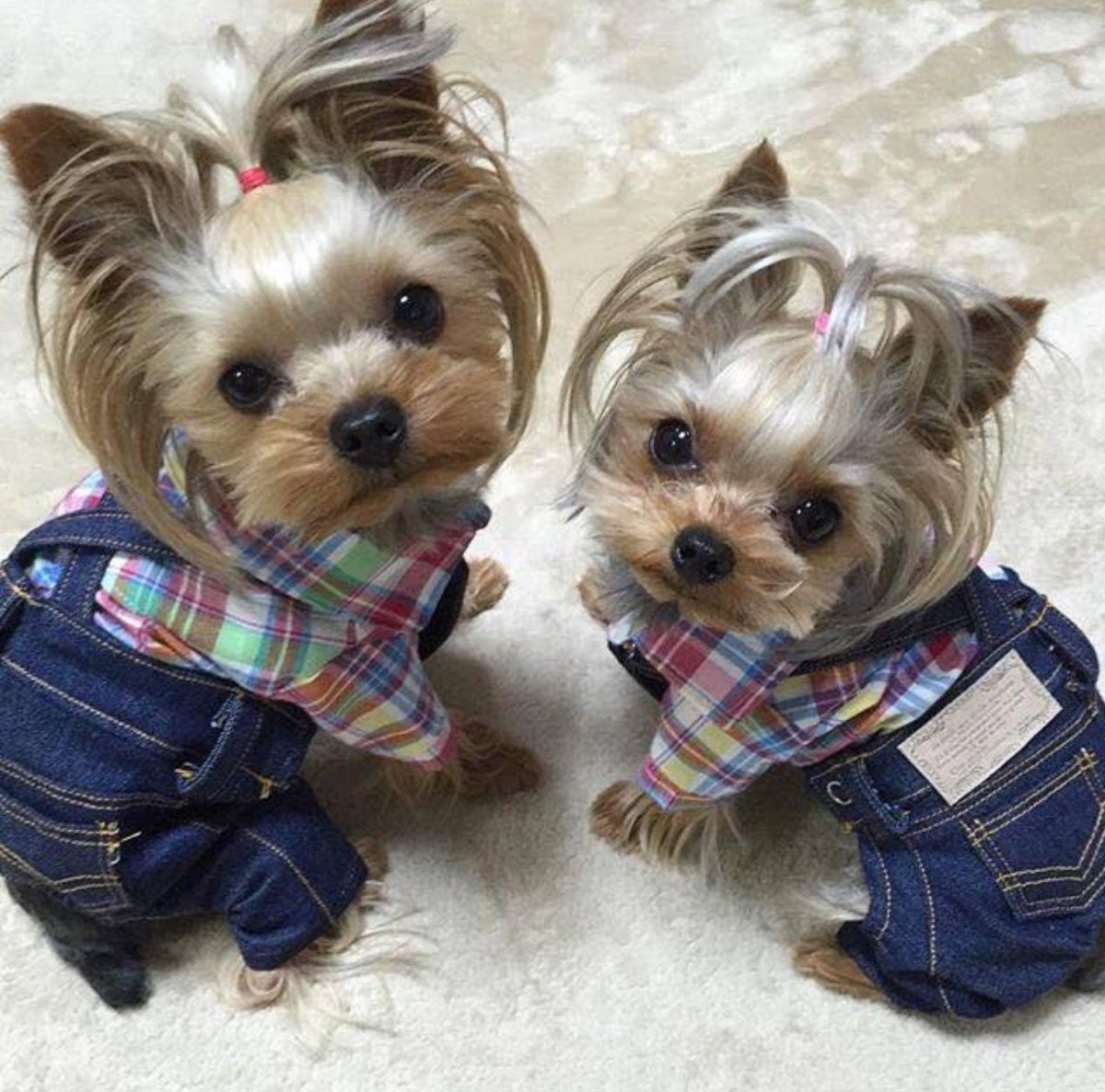 Маленькая собака мало шерсти