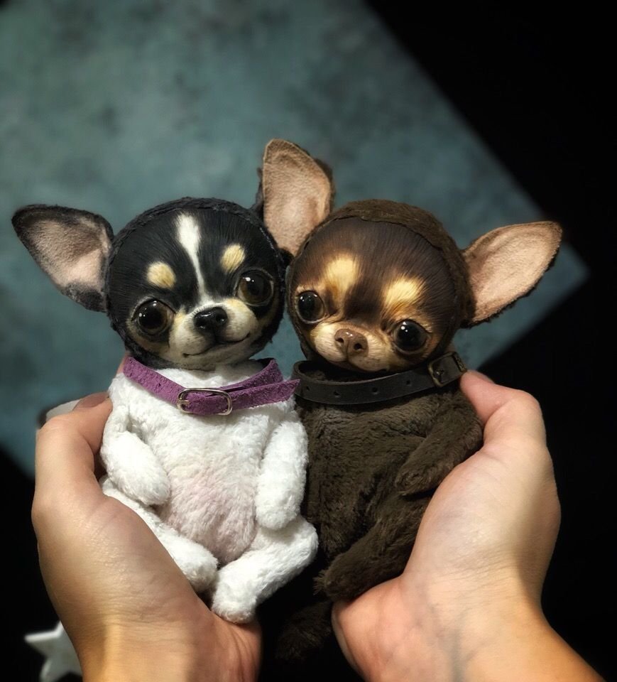 Щенок чихуахуа Рафаэлька