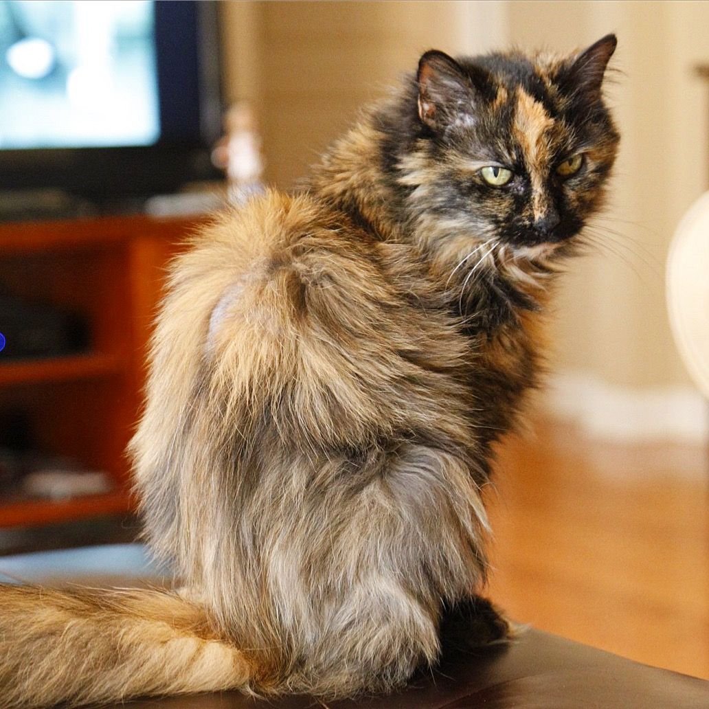 Черепаховый кот Мейн кун