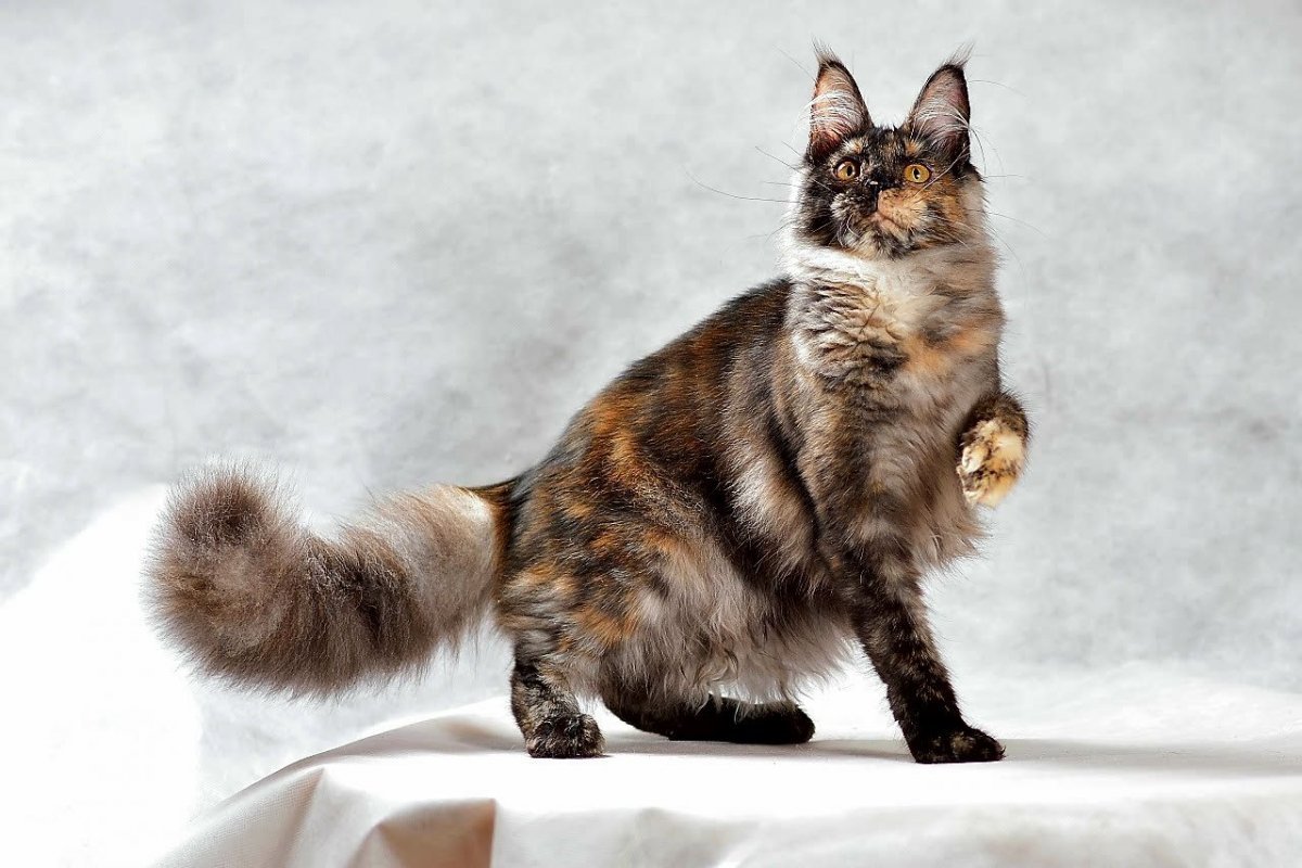 Мейн кун черепаховый мраморный