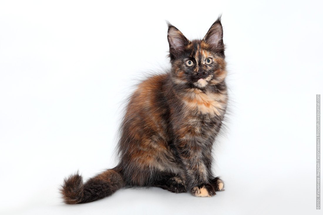 Мейн кун черепаховый окрас