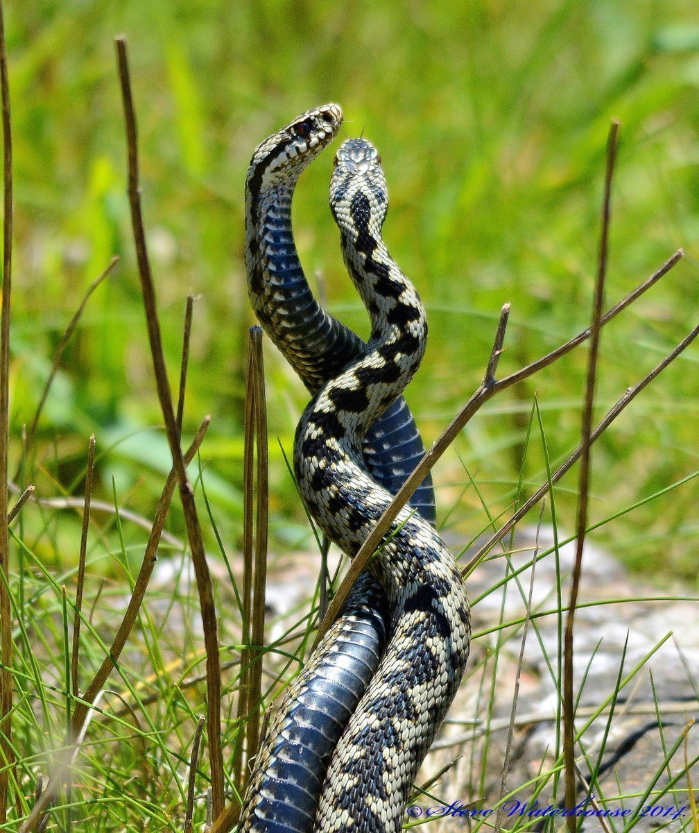 Персидская рогатая гадюка