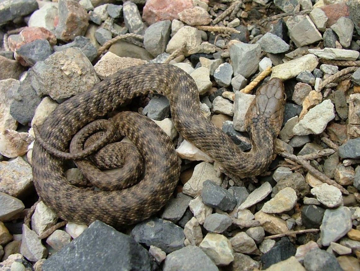Водяной уж (Natrix tessellata)