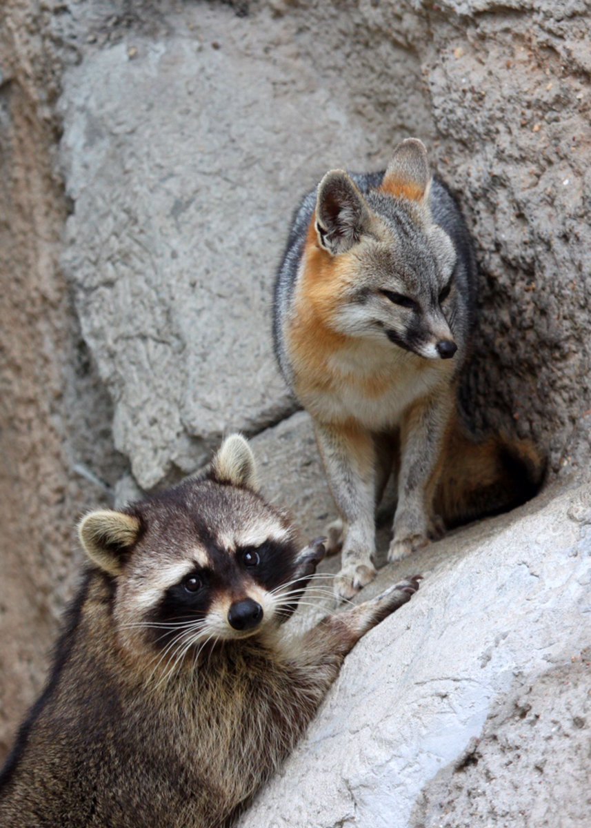 Енотик и Лисичка