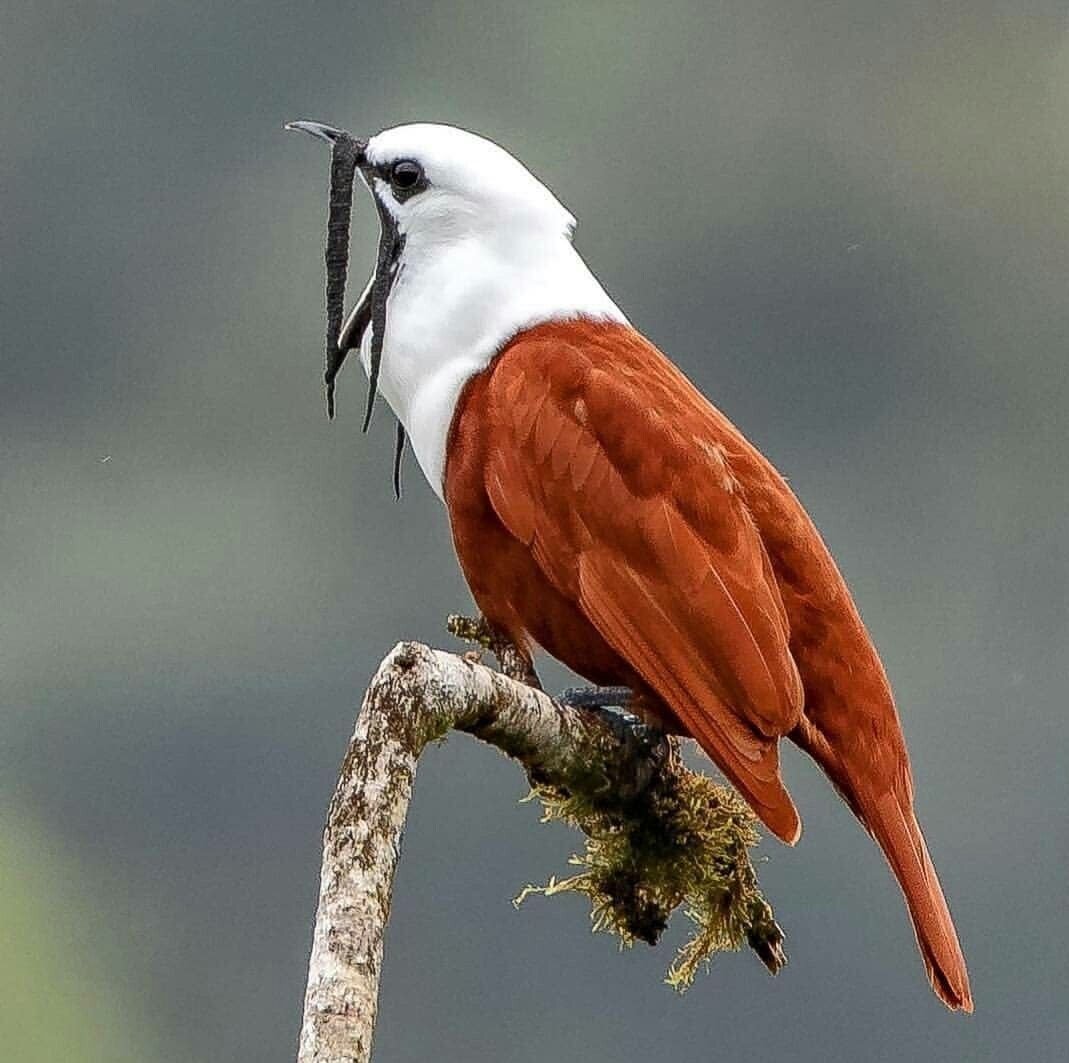 Священная птица у древних Майя кетсаль