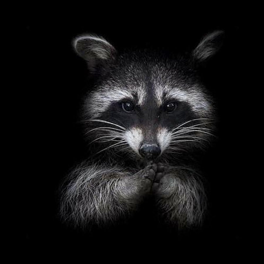 Черный енот