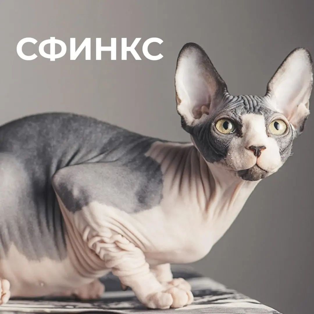 Сфинкс кошка