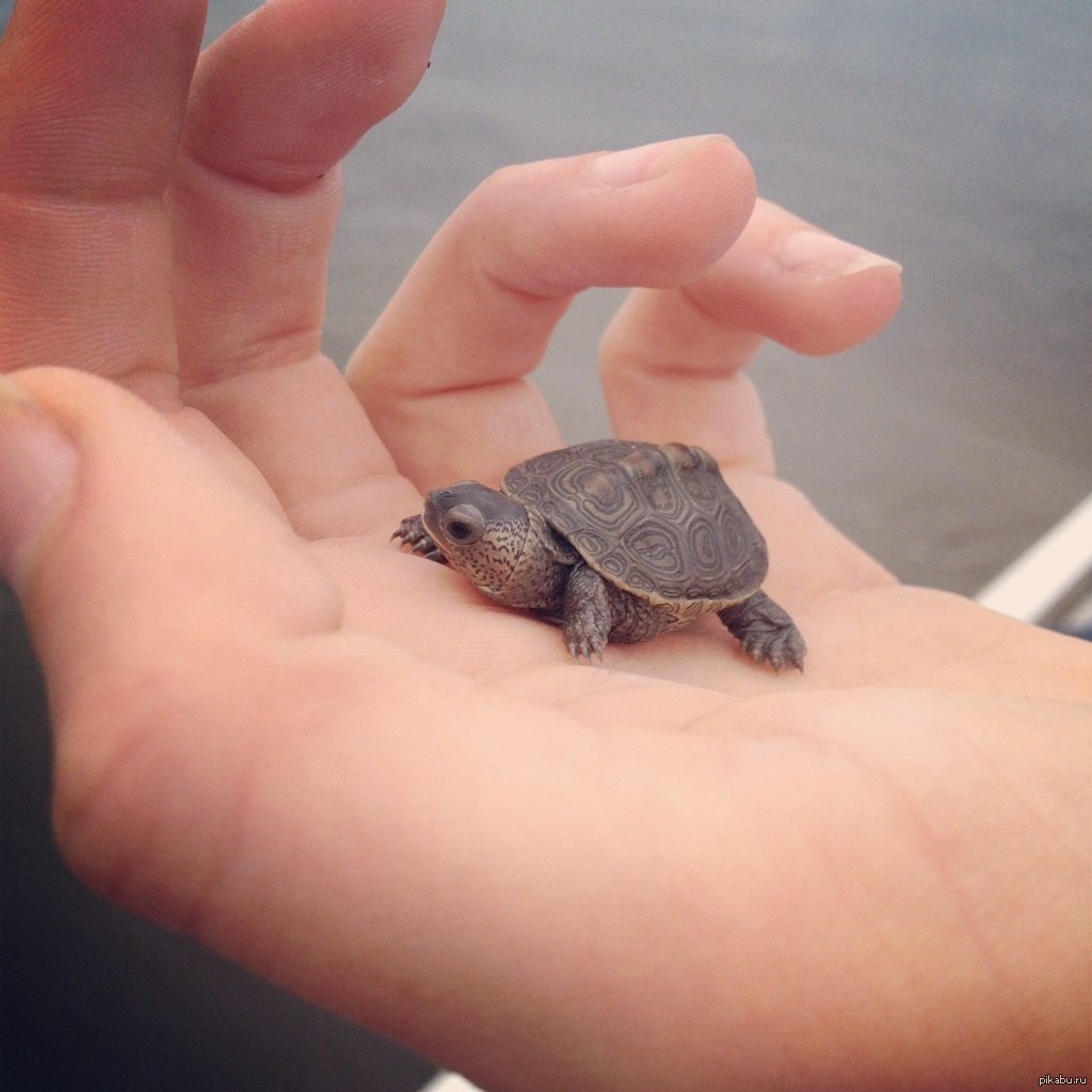 Черепаха маленькая