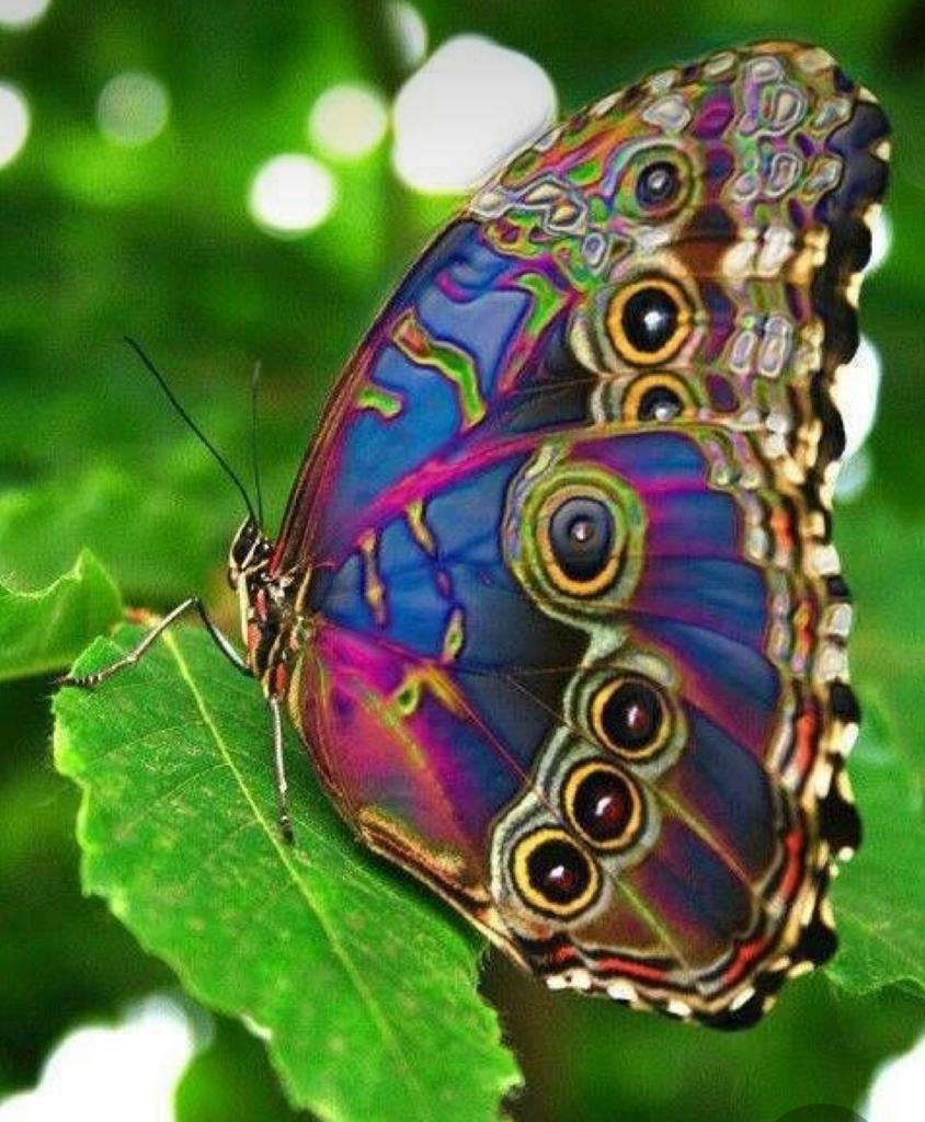 Самые красивые узоры для бабочек