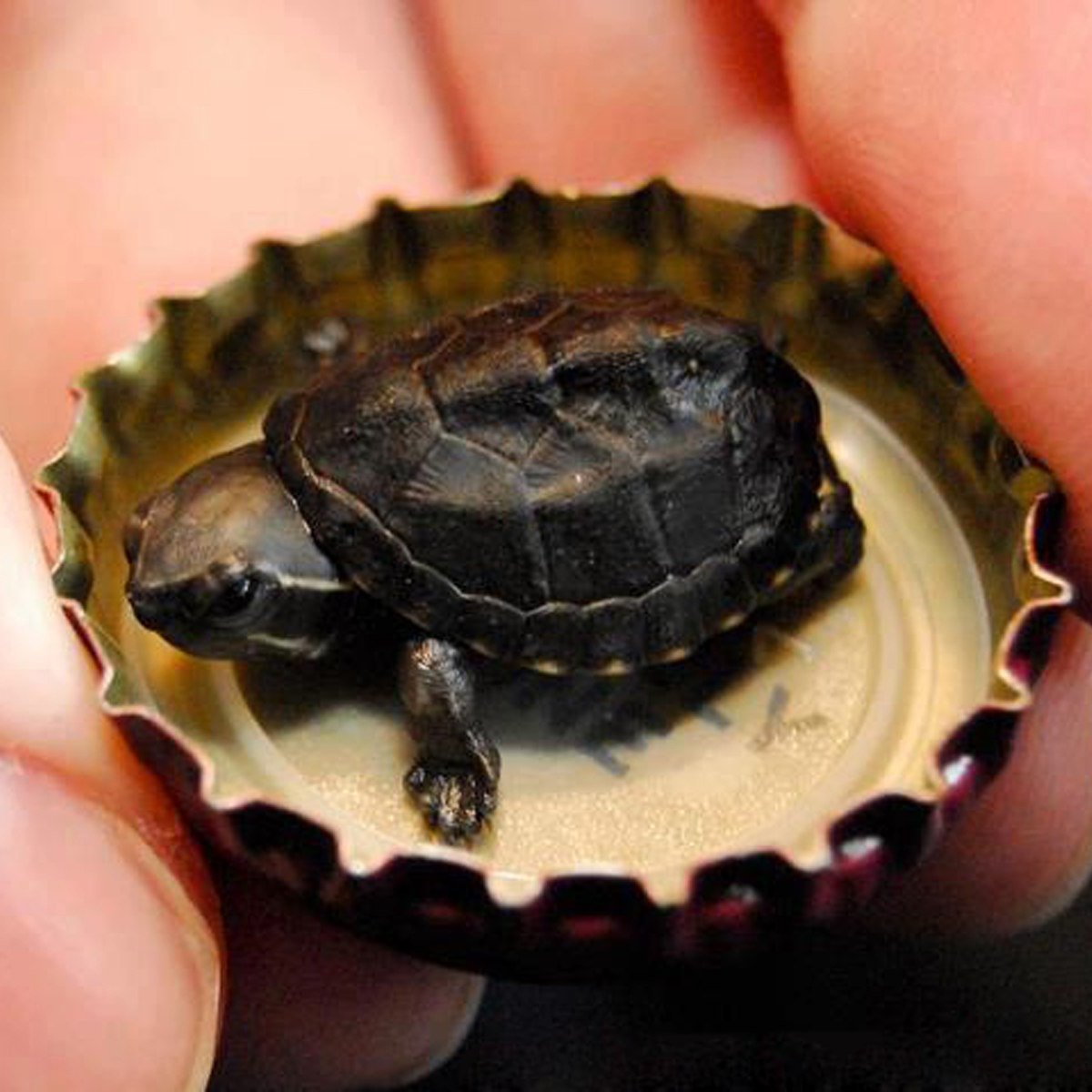 Самая маленькая Черепаза