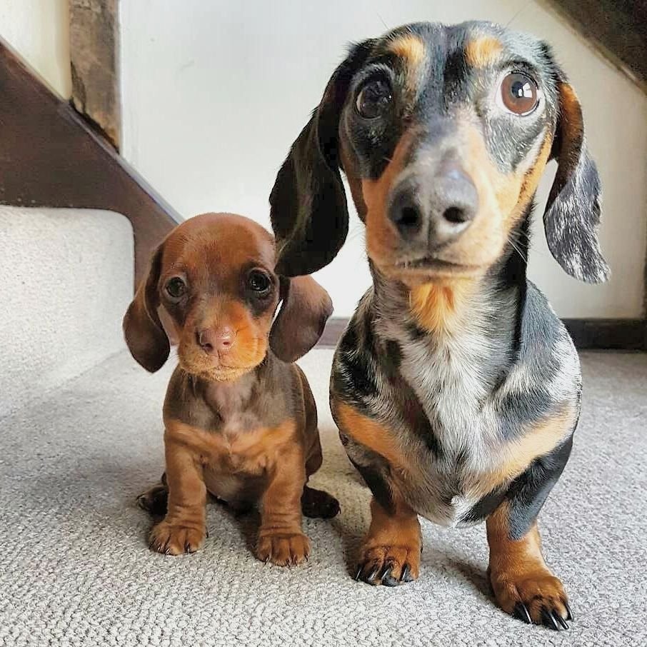 Тигровая кроличья такса