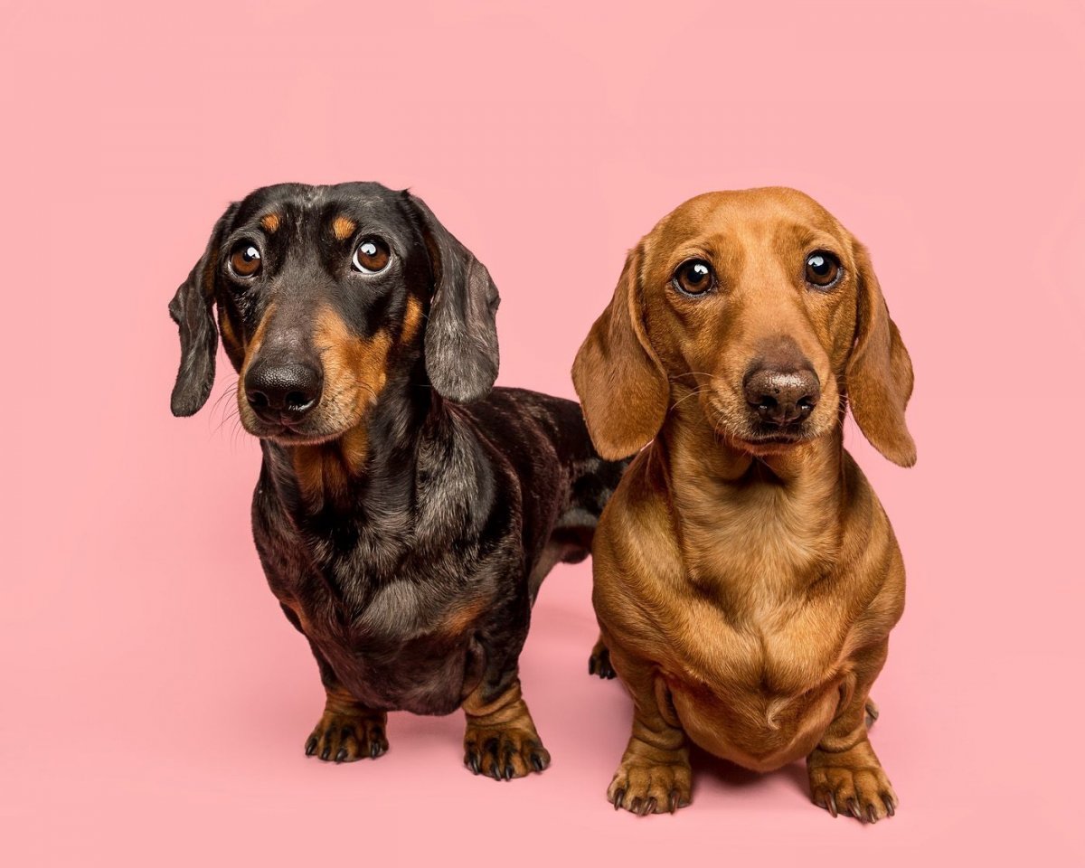 Карликовая такса