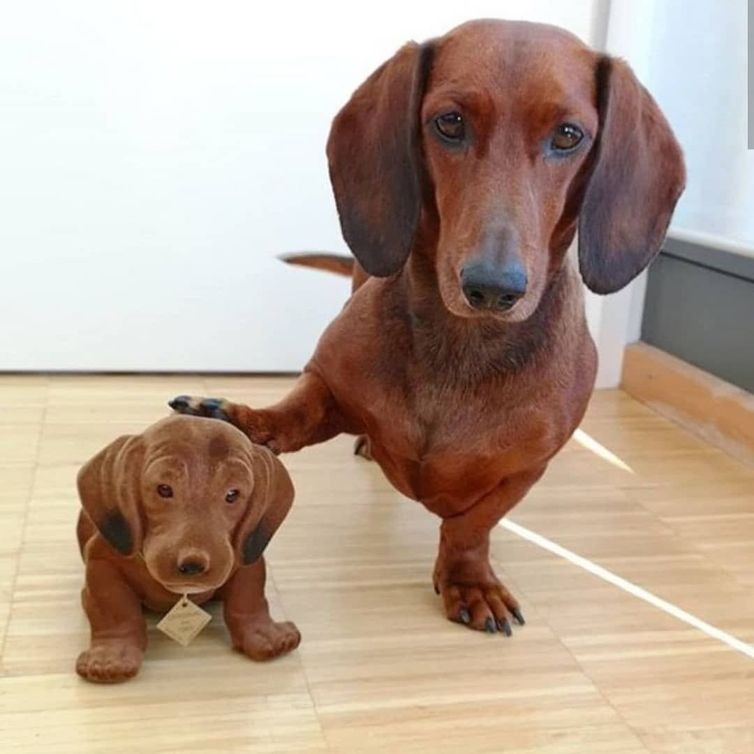 Серые таксы щенки