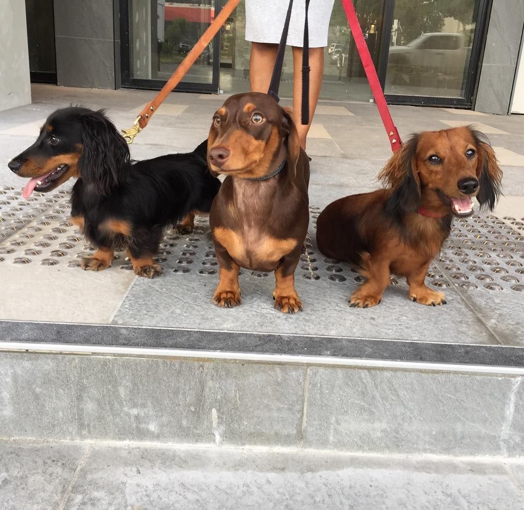 Такса мини кроличья