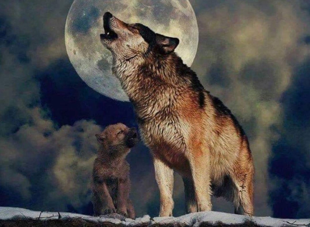 Волк на рабочий стол
