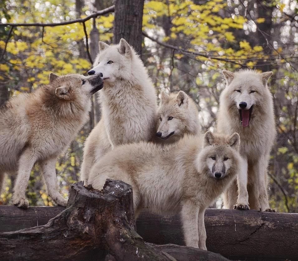 Волчья мудрость мемы