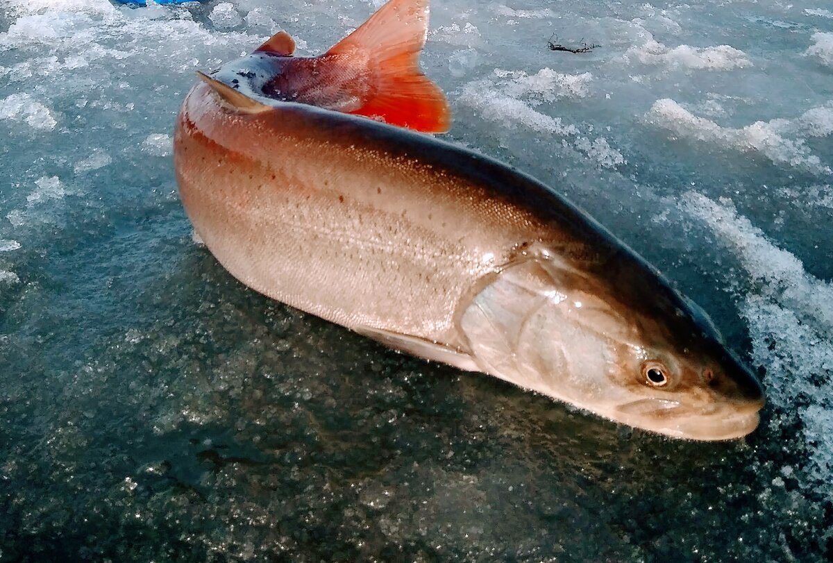 Дорадо Омега 3