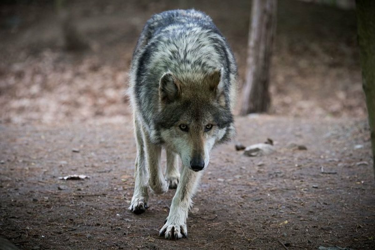 Собаки для инстаграмма