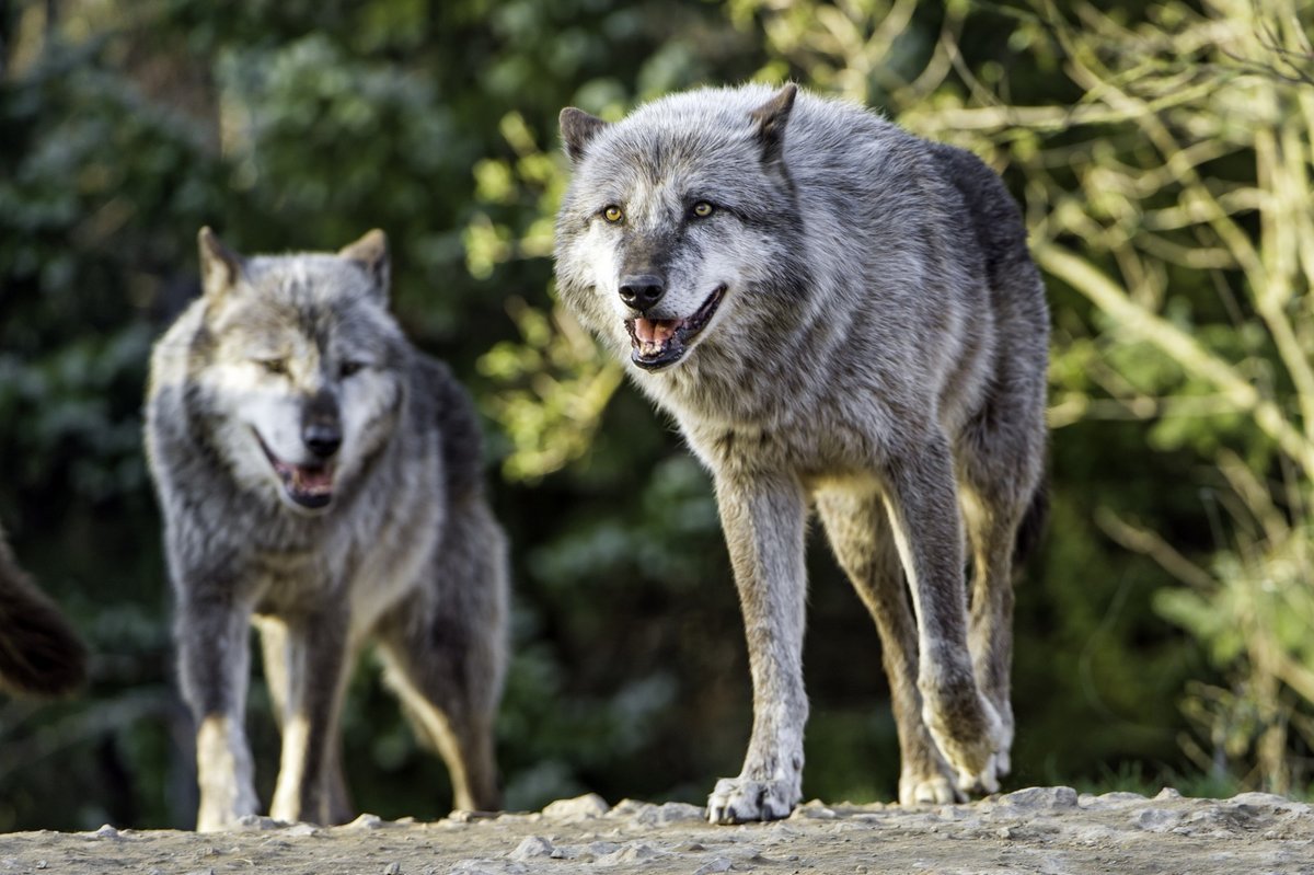 Волки в Кавказском заповеднике