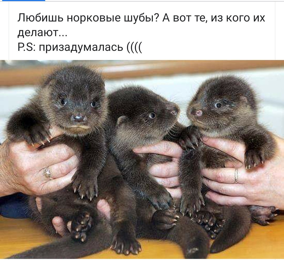 Европейская норка с детенышами