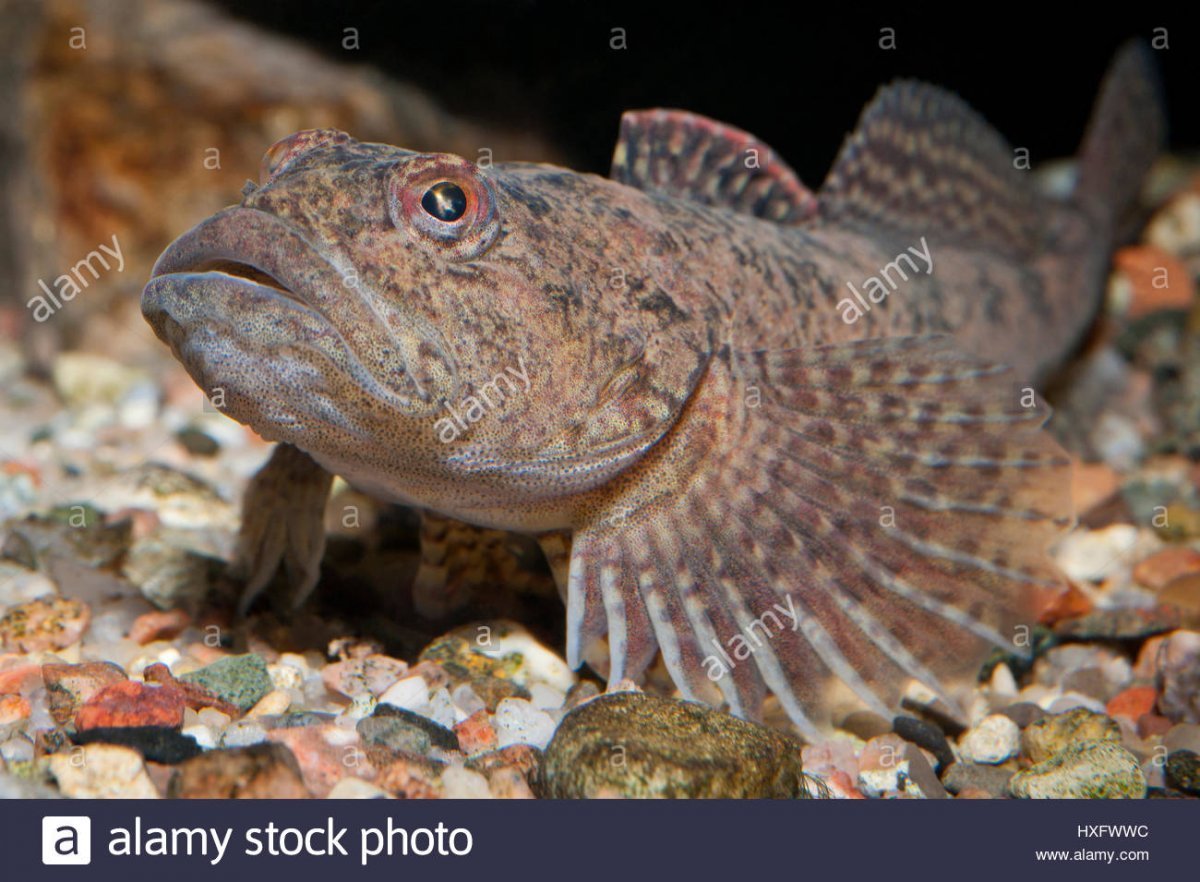 Рыба на прилавке