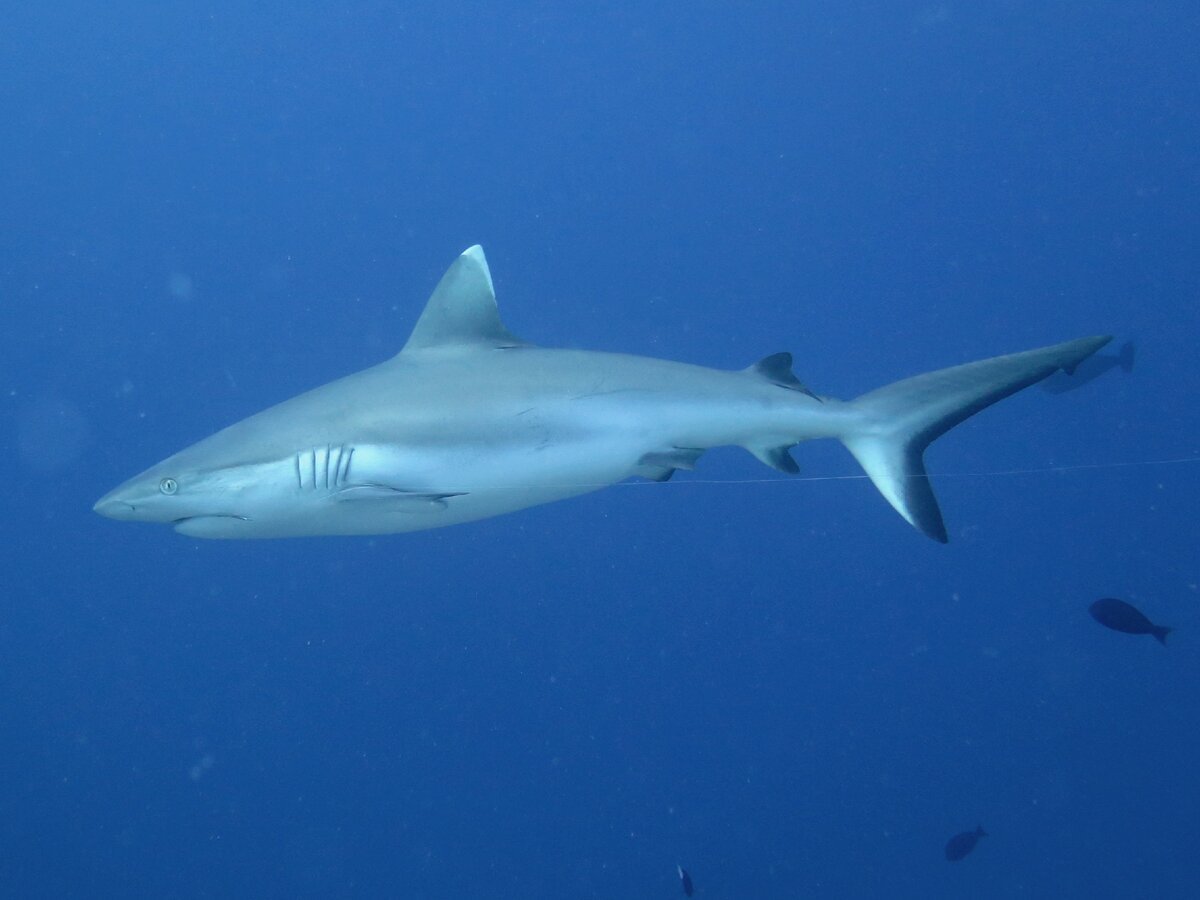 Акула-кормилица Ginglymostoma cirratum