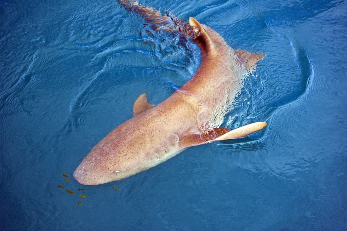 Акулы няньки на мальдивах