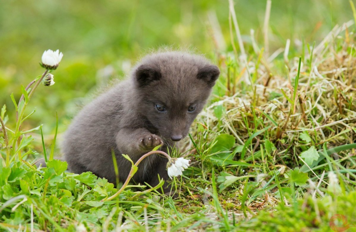 Командорский заповедник Командорский песец