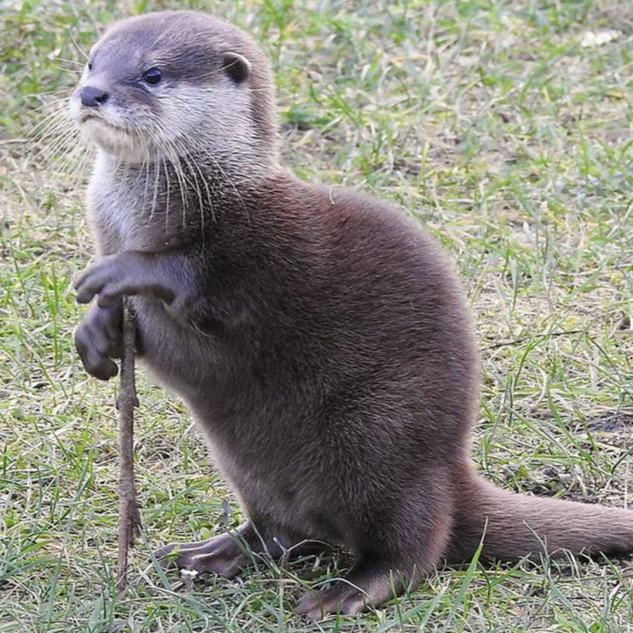 Гибрид хорька и европейской норки Хонорик